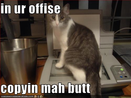 [Jeu] Association d'images - Page 17 Funny-pictures-cat-makes-copies-of-his-butt